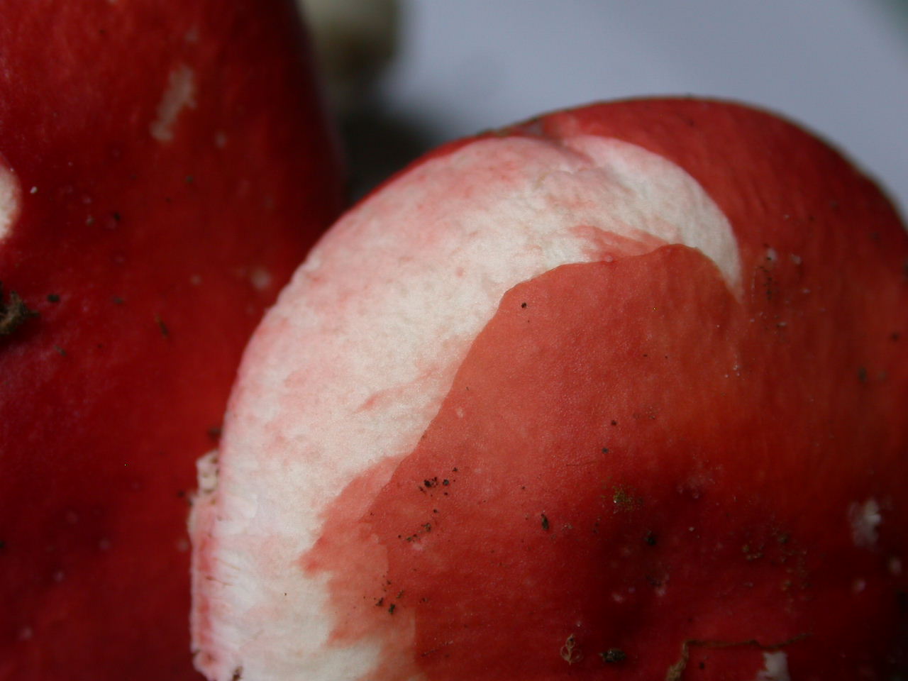 Russula pseudointegra ....
